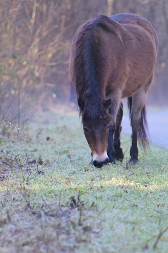 Exmoor pony